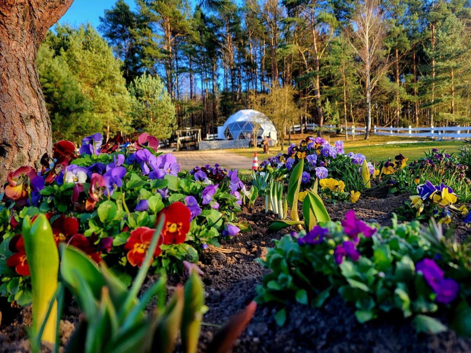 Hotel Glamping Pod Orlem Cedynia Exterior foto